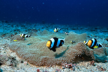 Fototapeta na wymiar clown fish on an anemone underwater reef in the tropical ocean