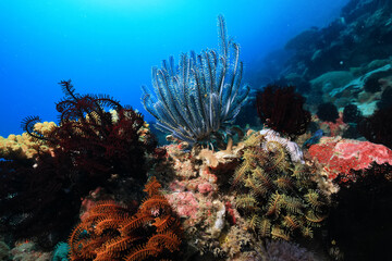 seascape panorama underwater flock of fish in the water