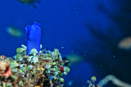 ascidia underwater wildlife animal tropical sea