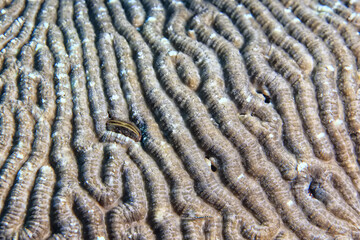 coral texture underwater background reef abstract sea