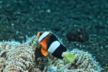 Fototapeta na wymiar small colorful coral fish on the reef underwater tropical wildlife