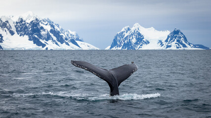 Humpback whale in Antarctica, scenic landscape in Antarctic Peninsula	