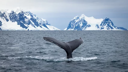 Crédence de cuisine en verre imprimé Antarctique Humpback whale in Antarctica, scenic landscape in Antarctic Peninsula 