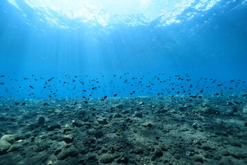 seascape panorama underwater flock of fish in the water