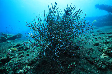soft coral underwater background reef ocean