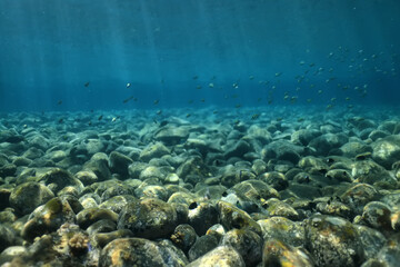 seascape panorama underwater flock of fish in the water
