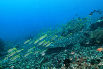 Naklejka na ściany i meble seascape panorama underwater flock of fish in the water