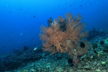 Naklejka na ściany i meble coral underwater flowers seascape abstract texture