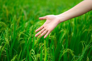 Agriculture, hand tenderly touching a young rice in the paddy field,Hand holding rice with warm sunlight.The hands of women in the rice field.