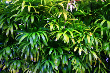 tropical greenery leaves abstract background jungle nature rainforest