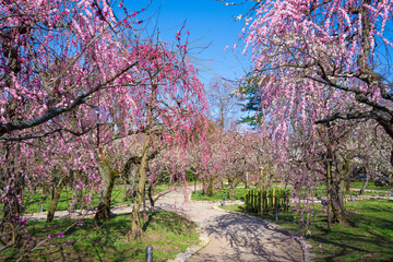 京都　北野天満宮の梅苑　花の庭　