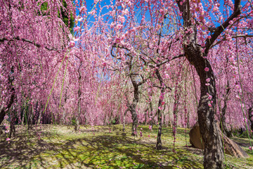 京都　城南宮の枝垂れ梅