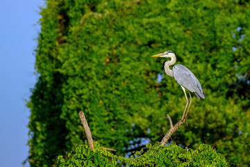 great blue heron