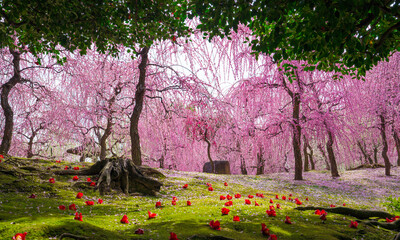 	京都　城南宮の枝垂れ梅と落ち椿