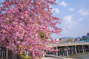 京都　三条大橋付近の河津桜　