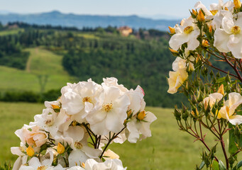 Wild rose, Dog Rose (rosa canina) in flower in spring with the Tuscan hills in the background - Gambassi Terme, Tuscany region, central Italy - close up with with shallow depth of field