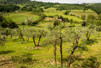 Tuscany landscape in spring with olive groves and vineyards along the Via Francigena from Gambassi Terme to San Gimignano, Tuscany region, Italy, Europe