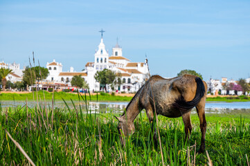 The church of El Rocio, Spain and the view of the lake with the horse on a foreground.