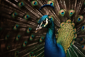Obraz premium peacock close-up