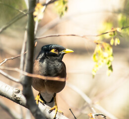 Locust starling sitting on a tree