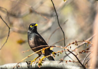 Locust starling sitting on a tree