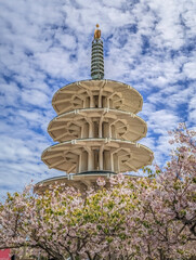 Sakura cherry blossom at Japantown Peace Plaza in San Francisco