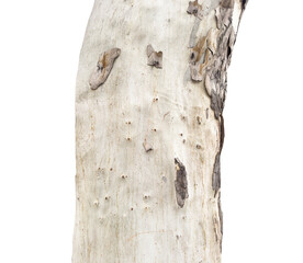 View of the old tree trunk isolated on white background. Wood texture. Tree background. Forest moss background. Natural wood texture. Tree trunk in a forest closeup. © Aleksei