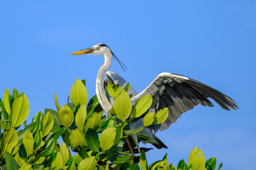 great blue heron