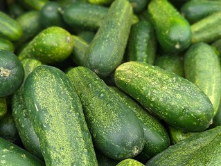 fresh cucumbers in the farmer's market