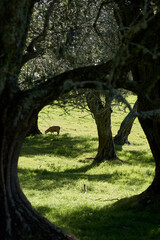Fototapeta premium ram, ewe, sheep, lamb in the meadow or forest