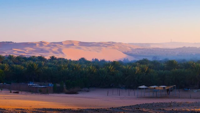 Farm of palm tree and camels in Oasis of Liwa city beautiful sunrise sand dune desert.