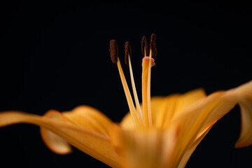 Macro Photography of a Flower Bouquet with a shallow depth of field showing the art side of flowers...