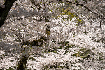満開の桜のある風景 2023年