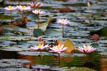 wallpaper spring, blooming lotuses asia flower abstract background