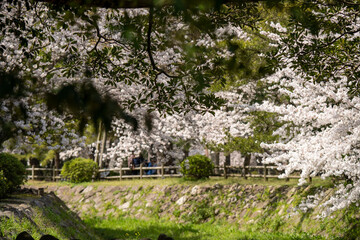 Fototapeta premium 満開の桜のある風景 2023年