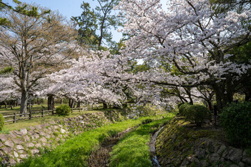 満開の桜のある風景 2023年