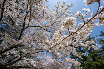 満開の桜のある風景 2023年
