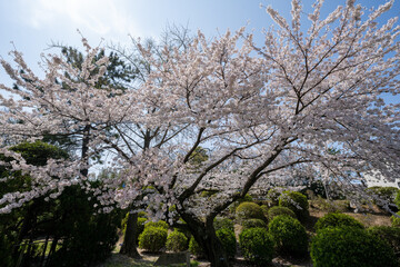 満開の桜のある風景 2023年