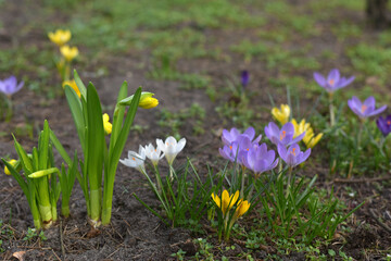 Spring daffodils and crocuses in the garden