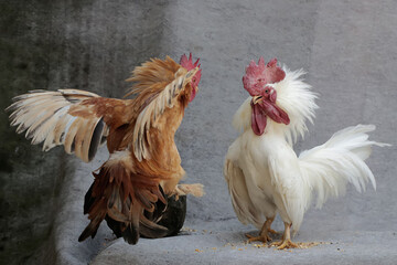 Two adult roosters fight over territory. Animals that are cultivated for their meat have the...