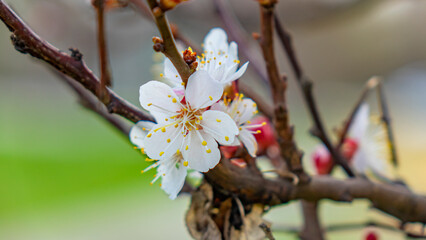 Spring, apricots and apples bloom. Beautiful landscape.