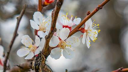 Spring, apricots and apples bloom. Beautiful landscape.