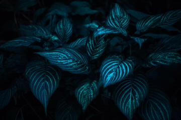 Tropical leaf forest glow in the dark background with copy space. High contrast concept