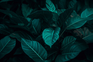 Tropical leaf forest glow in the dark background with copy space. High contrast concept