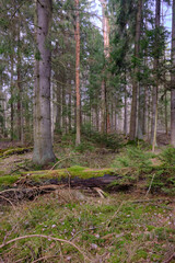 Coniferous stand with old spruce tree in foreground