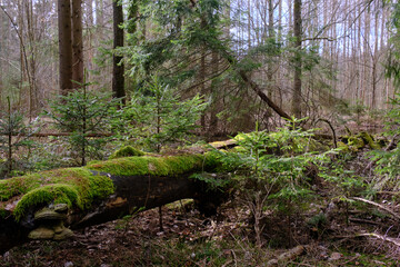 Coniferous stand with broken old spruce tree in foreground