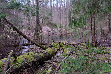 Standing water in rich swampy coniferous forest