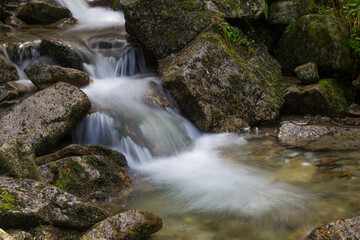 Forest creek flows among  mossy stones.