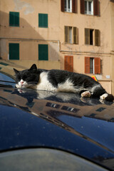 Eine Katze entspannt auf der Motorhaube eines Autos in den Straßen von Alghero