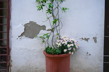 Blumen an einer weißen Fassade auf Sardinien